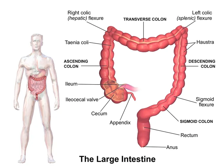 Anatomia del colon