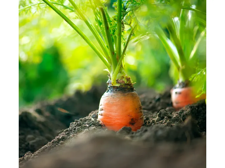 beta carotene