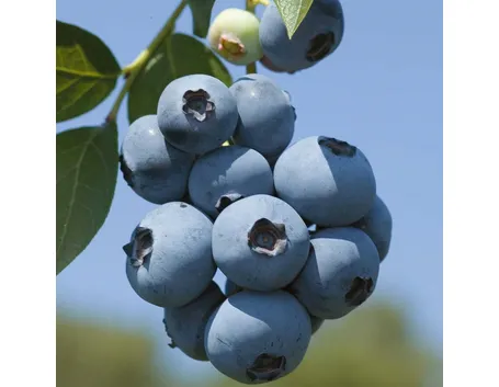 pianta di mirtillo