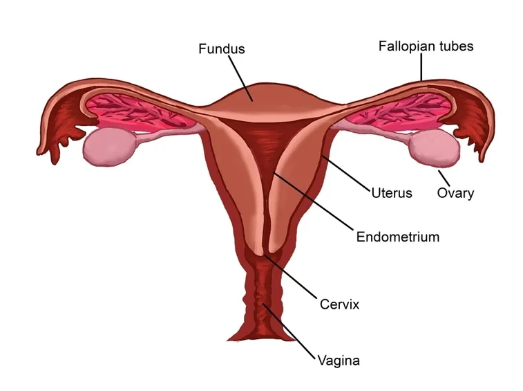 Apparato riproduttore femminile