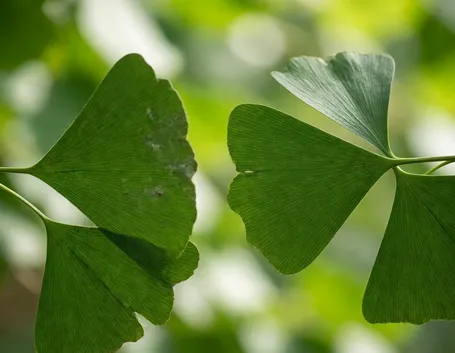 cure naturali