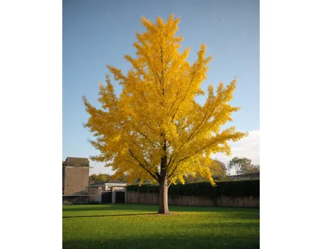 ginkgo biloba