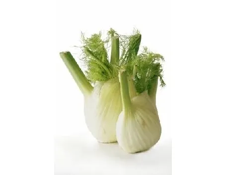 finocchi