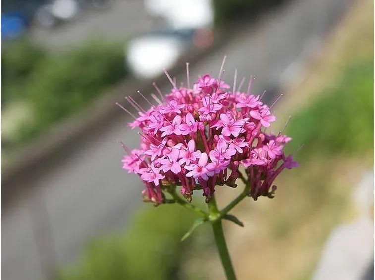 fiore della pianta