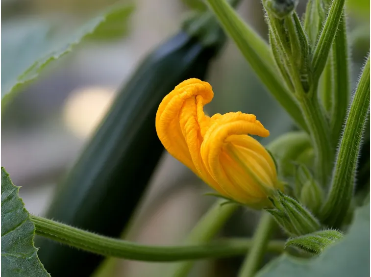 fiore di zucchine