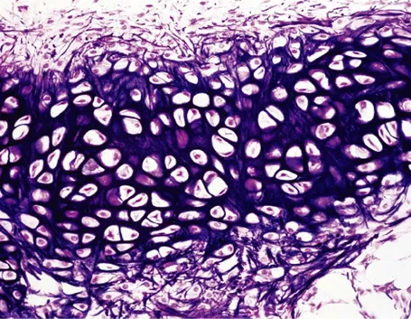 cartilagine elastica