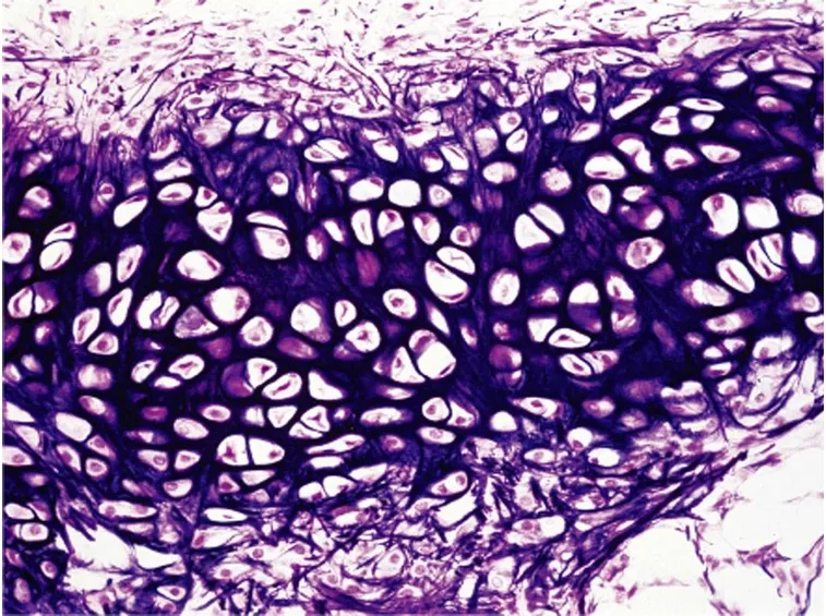 cartilagine elastica
