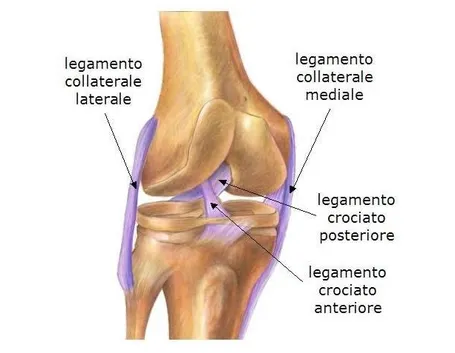 ginocchio