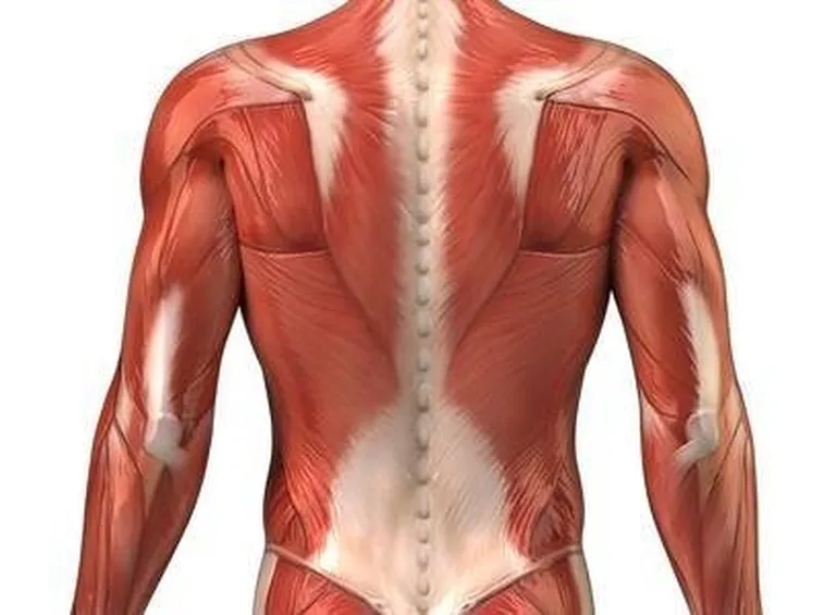 Allenamento muscoli
