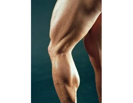 muscoli